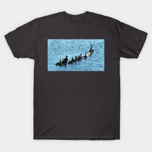 Canada Geese Swimming In A Row T-Shirt